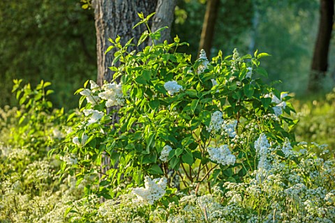 PRIORS_MARSTON_WARWICKSHIRE_WHITE_FLOWERS_OF_COW_PARSLEY_ANTHRISCUS_SYLVESTRIS_AND_WHITE_LILAC_SYRIN