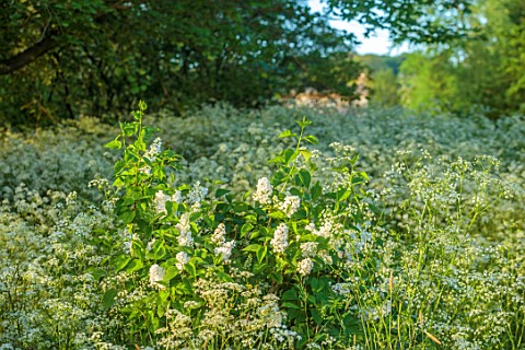 PRIORS_MARSTON_WARWICKSHIRE_WHITE_FLOWERS_OF_COW_PARSLEY_ANTHRISCUS_SYLVESTRIS_AND_WHITE_LILAC_SYRIN
