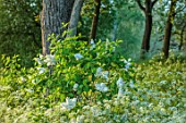 PRIORS MARSTON, WARWICKSHIRE: WHITE FLOWERS OF COW PARSLEY, ANTHRISCUS SYLVESTRIS AND WHITE LILAC, SYRINGA VULGARIS ALBA, MEADOWS, NATURALISED, PATHS, WOODEN BENCH, SEAT