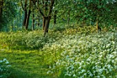 PRIORS MARSTON, WARWICKSHIRE: WHITE FLOWERS OF COW PARSLEY, ANTHRISCUS SYLVESTRIS, MEADOWS, NATURALISED, PATHS, WOODEN BENCH, SEAT
