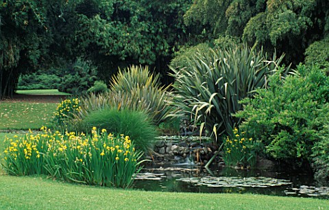 IRISES__CORDYLINES_BESIDE_A_LILY_POND_IN_THE_JUNGLE_GARDEN_HUNTINGTON_BOTANICAL_GARDENS__LOS_ANGELES