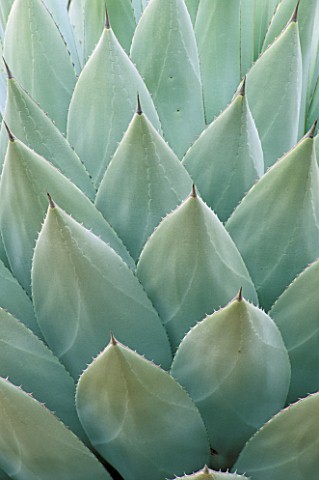 CLOSEUP_OF_AGAVE_PARRYI_LEAVES_AT_THE_HUNTINGTON_BOTANICAL_GARDENS__LOS_ANGELES__CALIFORNIA