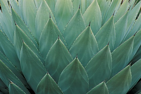 CLOSEUP_OF_AGAVE_PARRYI_LEAVES_AT_THE_HUNTINGTON_BOTANICAL_GARDENS__LOS_ANGELES__CALIFORNIANEW_SHOOT