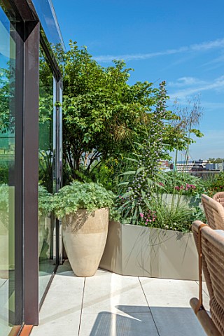 MAYFAIR_PENTHOUSE_LONDON_PLANT_DESIGN_BY_ALASDAIR_CAMERON_ROOF_RAISED_BED_ECHIUMS_CONTAINER_WITH_ART