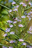 MAYFAIR PENTHOUSE, LONDON, PLANT DESIGN BY ALASDAIR CAMERON: ECHIUM, FLOWERS AND BEES, BLUE, BLOOMS, FLOWERING, VIPERS BUGLOSS, PERENNIALS