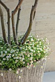MAYFAIR PENTHOUSE GARDEN, LONDON, PLANTING DESIGN BY ALASDAIR CAMERON: CLOSE UP OF FLOWERS OF ERIGERON KARVINSKIANUS IN CONTAINER ON ROOF TERRACE
