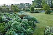 SILVER STREET FARM, DEVON. DESIGNER ALASDAIR CAMERON: JUNE, EARLY MORNING, BORDERS, LAWN, HEDGES, HEDGING, CLIPPED TOPIARY YEW DOMES, FENNEL, PHLOMIS, ALLIUMS, GERANIUMS, GREEN