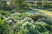 SILVER STREET FARM, DEVON. DESIGNER ALASDAIR CAMERON: JUNE, EARLY MORNING, BORDERS, LAWN, HEDGES, HEDGING, CLIPPED TOPIARY YEW DOMES, FENNEL, PHLOMIS, ALLIUMS, GERANIUMS, GREEN