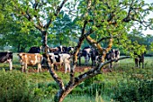 SILVER STREET FARM, DEVON. DESIGNER ALASDAIR CAMERON: JUNE, TREES, COWS, ANIMALS, BORROWED LANDSCAPE