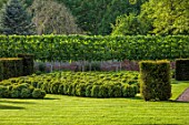 URCHFONT MANOR, WILTSHIRE: LIME ALLEE, CLIPPED TOPIARY BOX SHAPES, FORMAL, CONTEMPORARY, PARTERRE, GREEN, LAWN, DESIGNERS DEL BUONO GAZERWITZ, ELEANOR JONES, YEW, CLOUD PRUNED