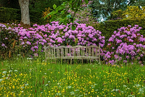 COTON_MANOR_NORTHAMPTONSHIRE_WOODEN_BENCH_SEAT_WOODLAND_RHODODENDRONS_PINK_PURPLE_MEADOWS_SPRING