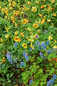COTON MANOR, NORTHAMPTONSHIRE: PLANT COMBINATION, ASSOCIATION OF GEUM CORAL SURPRISE AND BLUE CORYDALIS ELATA, PERENNIALS, YELLOW, BLUE