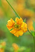 COTON MANOR, NORTHAMPTONSHIRE: PLANT PORTRAIT OF YELLOW FLOWERS OF GEUM CORAL SUPREME, PERENNIALS, YELLOW, SHDE, SHADY