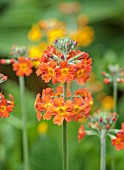 COTON MANOR, NORTHAMPTONSHIRE: PLANT PORTRAIT OF ORANGE, YELLOW FLOWERS OF PRIMULA CANDELABRA HYBRIDS, PERENNIALS, YELLOW, SHDE, SHADY, FLOWERING, BLOOMING