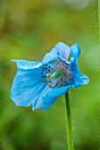 COTON MANOR, NORTHAMPTONSHIRE: PLANT PORTRAIT OF BLUE FLOWERS OF BLUE HIMALAYAN POPPY, MECONOPSIS X SHELDONII, PERENNIALS, YELLOW, SHADE, SHADY