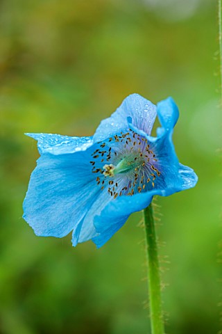 COTON_MANOR_NORTHAMPTONSHIRE_PLANT_PORTRAIT_OF_BLUE_FLOWERS_OF_BLUE_HIMALAYAN_POPPY_MECONOPSIS_X_SHE