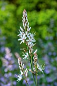 COTON MANOR, NORTHAMPTONSHIRE: PLANT PORTRAIT OF WHITE FLOWERS OF ASHODELINE AESTIVUS, SUMMER, JUNE, PERENNIALS, BULBS, FLOWERS, BLOOMIMG