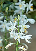 COTON MANOR, NORTHAMPTONSHIRE: PLANT PORTRAIT OF WHITE FLOWERS OF ANTHERICUM LILAGO, ST, BERNARDS LILY, SUMMER, JUNE, PERENNIALS, FLOWERS, BLOOMIMG