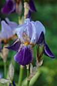 COTON MANOR, NORTHAMPTONSHIRE: PLANT PORTRAIT OF BLUE, PURPLE FLOWERS OF IRIS ALCAZAR, SUMMER, JUNE, PERENNIALS, FLOWERS, BLOOMIMG