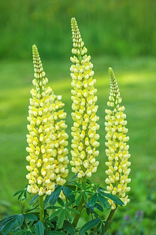 COTON_MANOR_NORTHAMPTONSHIRE_PLANT_PORTRAIT_OF_YELLOW_FLOWERS_OF_LUPIN_LUPINUS_CHANDELIER_PERENNIALS