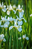 COTON MANOR, NORTHAMPTONSHIRE: PLANT PORTRAIT OF WHITE, CREAM, FLOWERS OF IRIS SIBIRICA WHITE SWIRL, PERENNIALS, SPIKES, SPRING, MAY