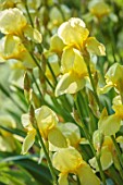 COTON MANOR, NORTHAMPTONSHIRE: PLANT PORTRAIT OF YELLOW FLOWERS OF IRIS ELEGANS, PERENNIALS, YELLOW, SHADE, SHADY