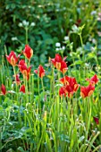 COTON MANOR, NORTHAMPTONSHIRE: PLANT PORTRAIT OF RED FLOWERS OF TULIP, TULIPA SPRENGERI, BULBS, SPRING, MAY, FLOWERING, BLOOMS, BLOOMING