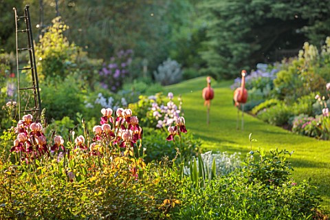 COTON_MANOR_NORTHAMPTONSHIRE_IRISES_IN_BORDER_GRASS_PATH_FLAMINGOS_MAY_SPRING_PINK_RED_FLOWERS
