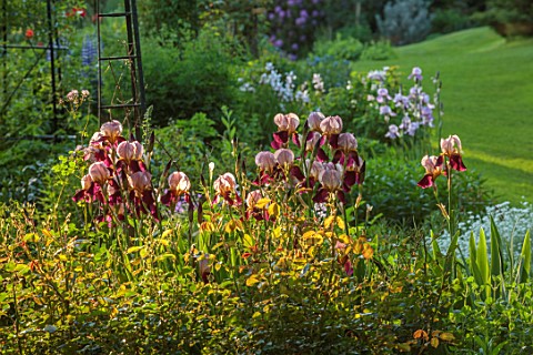 COTON_MANOR_NORTHAMPTONSHIRE_IRISES_IN_BORDER_GRASS_PATH_MAY_SPRING_PINK_RED_FLOWERS