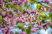COTON MANOR, NORTHAMPTONSHIRE: CERCIS SILIQUASTRUM, REDBUD, MAY, SHRUBS, TREES, FLOWERING, FLOWERS, PINK, BLOOMS, BLOOMING