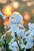 THE OLD VICARAGE, WORMINGFORD, ESSEX: DESIGNER JEREMY ALLEN - CLOSE UP OF WHITE FLOWERS OF IRIS GERMANICA WHITE CITY, PERENNIALS