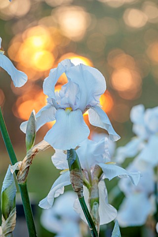 THE_OLD_VICARAGE_WORMINGFORD_ESSEX_DESIGNER_JEREMY_ALLEN__CLOSE_UP_OF_WHITE_FLOWERS_OF_IRIS_GERMANIC