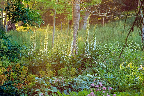 THE_OLD_VICARAGE_WORMINGFORD_ESSEX_DESIGNER_JEREMY_ALLEN__SHADE_SHADY_WOODLAND_FLOWERS_OF_FOXGLOVES_