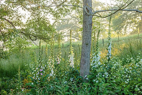 THE_OLD_VICARAGE_WORMINGFORD_ESSEX_DESIGNER_JEREMY_ALLEN__SHADE_SHADY_WOODLAND_FLOWERS_OF_FOXGLOVES_