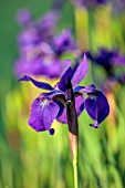 THE OLD VICARAGE, WORMINGFORD, ESSEX: DESIGNER JEREMY ALLEN - CLOSE UP OF BLUE FLOWERS OF IRIS SIBIRICA CAESARS BROTHER, PERENNIALS, PURPLE