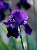 THE OLD VICARAGE, WORMINGFORD, ESSEX: DESIGNER JEREMY ALLEN - CLOSE UP OF BLUE FLOWERS OF IRIS SABLE, PERENNIALS, PURPLE