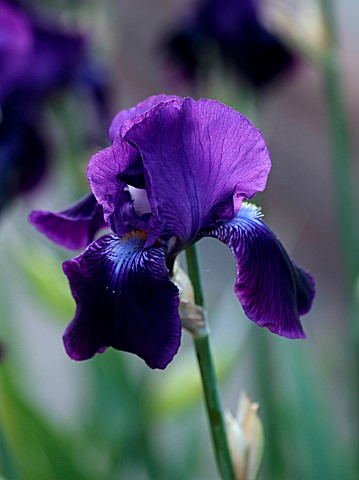 THE_OLD_VICARAGE_WORMINGFORD_ESSEX_DESIGNER_JEREMY_ALLEN__CLOSE_UP_OF_BLUE_FLOWERS_OF_IRIS_SABLE_PER