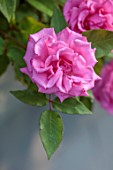 THE OLD VICARAGE, WORMINGFORD, ESSEX: DESIGNER JEREMY ALLEN - CLOSE UP OF PINK FLOWERS OF ROSES, ROSA ZEPHERINE DROUHIN
