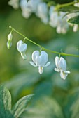 THE OLD VICARAGE, WORMINGFORD, ESSEX: DESIGNER JEREMY ALLEN - WHITE FLOWERS OF DICENTRA SPECTABILIS ALBA, SHADE, SHADY, PERENNIALS