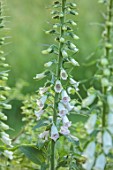 THE OLD VICARAGE, WORMINGFORD, ESSEX: DESIGNER JEREMY ALLEN - WHITE FLOWERS OF FOXGLOVES, DIGITALIS CAMELOT CREAM, SHADE, SHADY, PERENNIALS