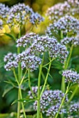 THE OLD VICARAGE, WORMINGFORD, ESSEX: DESIGNER JEREMY ALLEN - WHITE, PINK  FLOWERS OF VALERIANA PYRENAICA, SHADE, SHADY, PERENNIALS
