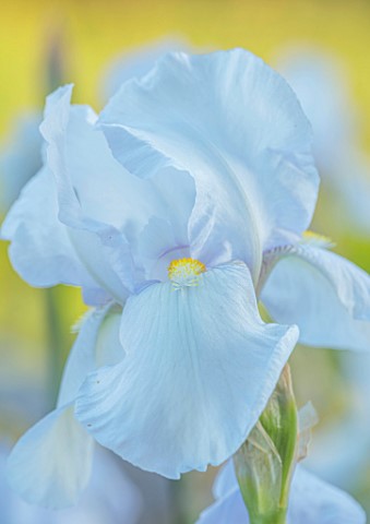 THE_OLD_VICARAGE_WORMINGFORD_ESSEX_DESIGNER_JEREMY_ALLEN__WHITE_FLOWERS_OF_IRIS_GERMANICA_WHITE_CITY