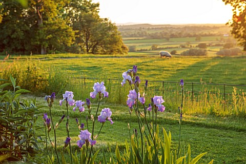 MORTON_HALL_GARDENS_WORCESTERSHIRE_BLUE_PINK_FLOWERS_OF_IRIS_ANNABEL_JANE_WITH_COUNTRYSIDE_BEYOND_EV