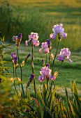 MORTON HALL GARDENS, WORCESTERSHIRE: BLUE, PINK, FLOWERS OF IRIS ANNABEL JANE WITH COUNTRYSIDE BEYOND. EVENING LIGHT, JUNE, SPRING, BLOOMS, BLOOMING