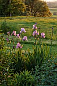 MORTON HALL GARDENS, WORCESTERSHIRE: BLUE, PINK, FLOWERS OF IRIS ANNABEL JANE WITH COUNTRYSIDE BEYOND. EVENING LIGHT, JUNE, SPRING, BLOOMS, BLOOMING
