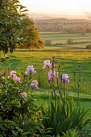MORTON_HALL_GARDENS_WORCESTERSHIRE_BLUE_PINK_FLOWERS_OF_IRIS_ANNABEL_JANE_WITH_COUNTRYSIDE_BEYOND_EV