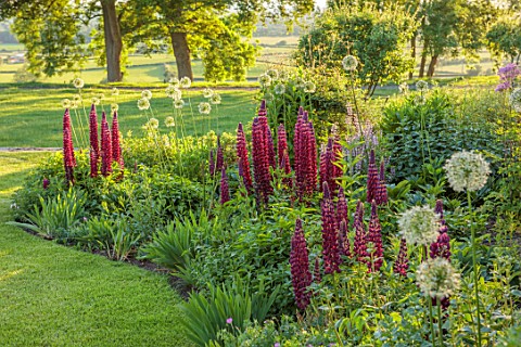 MORTON_HALL_GARDENS_WORCESTERSHIRE_BORDERS_LAWN_SPRING_RED_FLOWERS_OF_LUPINUS_MASTERPIECE_ALLIUM_WHI