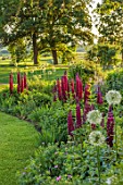 MORTON HALL GARDENS, WORCESTERSHIRE: BORDERS, LAWN, SPRING, RED FLOWERS OF LUPINUS MASTERPIECE, ALLIUM WHITE GIANT, EVENING LIGHT, MAY
