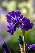 MORTON HALL, WORCESTERSHIRE: CLOSE UP PLANT PORTRAIT OF THE PURPLE, BLUE FLOWERS OF IRIS DUSKY CHALLENGER. FLOWERS, BLOOMS, SUMMER, WEST GARDEN