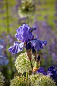 MORTON HALL, WORCESTERSHIRE: CLOSE UP PLANT PORTRAIT OF THE PURPLE, BLUE FLOWERS OF IRIS MONETS BLUE. FLOWERS, BLOOMS, SUMMER, WEST GARDEN